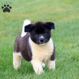 Bella, Akita Puppy