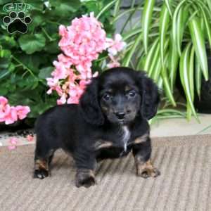 Bella, Dachshund Puppy