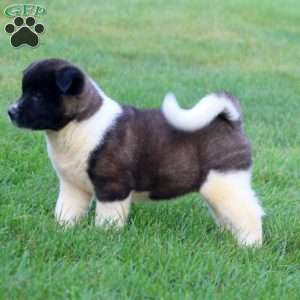 Bella, Akita Puppy