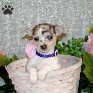 Bella, Chihuahua Puppy