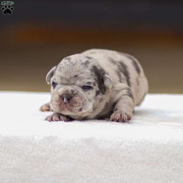 Bella, Frenchton Puppy