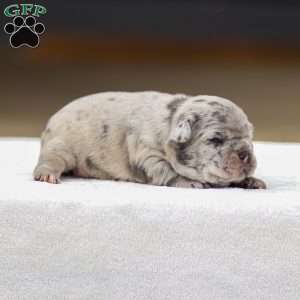 Bella, Frenchton Puppy