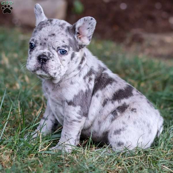 Bella, Frenchton Puppy