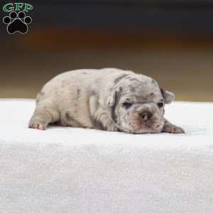 Bella, Frenchton Puppy