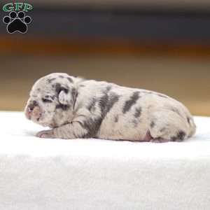 Bella, Frenchton Puppy