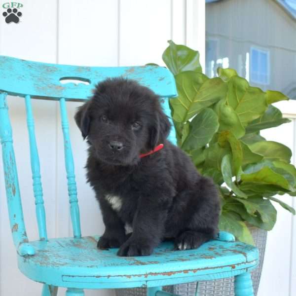 Belle, Newfoundland Puppy