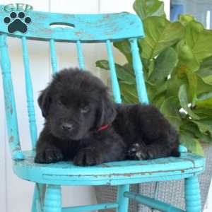 Belle, Newfoundland Puppy