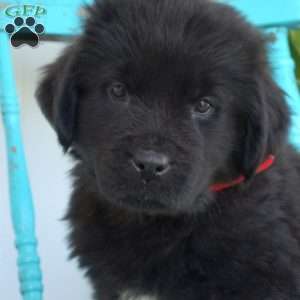 Belle, Newfoundland Puppy
