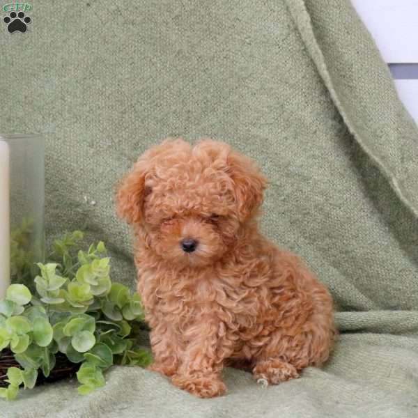 Benji, Maltipoo Puppy