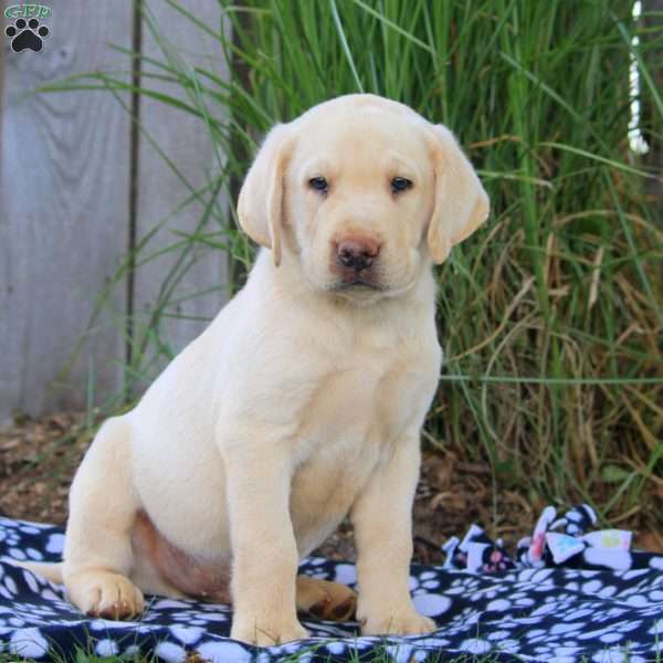 Benji, Yellow Labrador Retriever Puppy