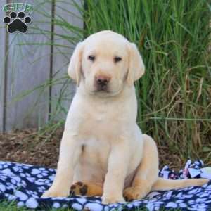 Benji, Yellow Labrador Retriever Puppy