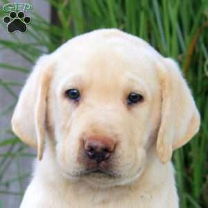 Benji, Yellow Labrador Retriever Puppy