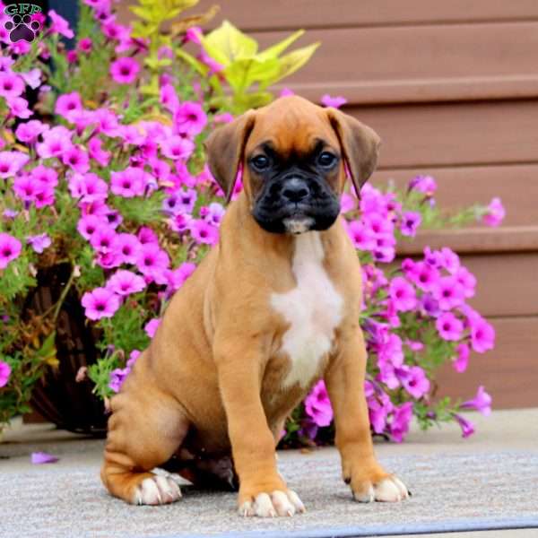 Benji, Boxer Puppy