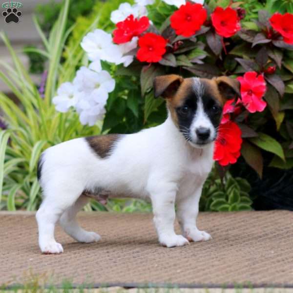 Benji, Jack Russell Terrier Puppy