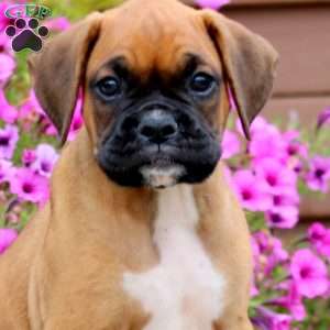 Benji, Boxer Puppy