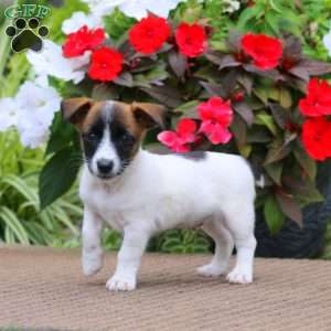 Benji, Jack Russell Terrier Puppy