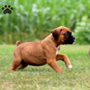 Benji, Boxer Puppy