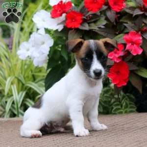 Benji, Jack Russell Terrier Puppy