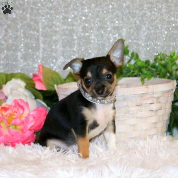 Bennett, Chihuahua Puppy