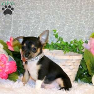 Bennett, Chihuahua Puppy