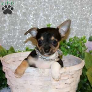 Bennett, Chihuahua Puppy