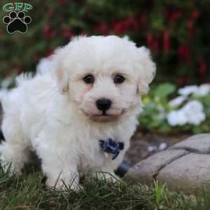 Benji, Havanese Puppy