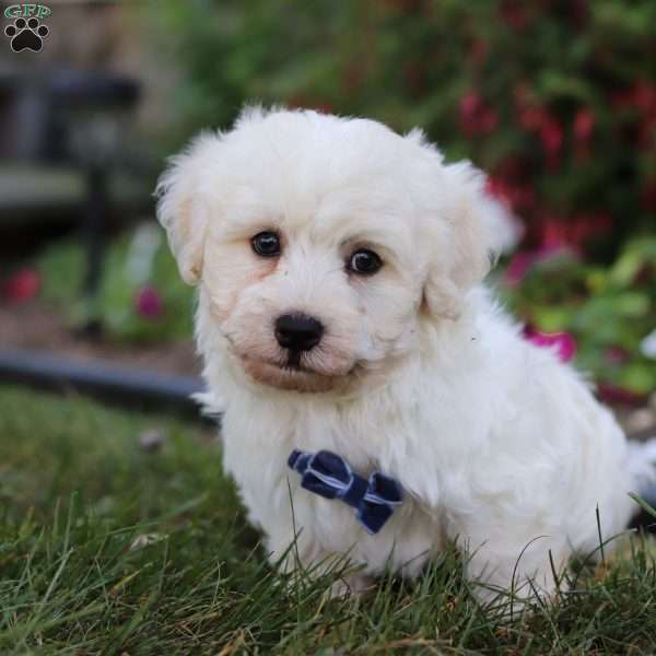 Benji, Havanese Puppy