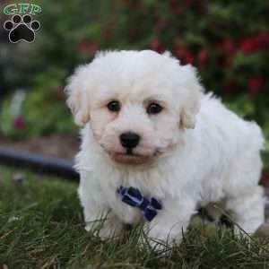 Benji, Havanese Puppy