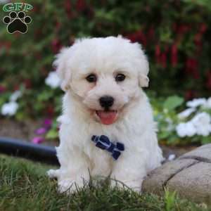 Benji, Havanese Puppy