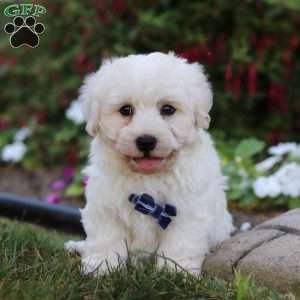Benji, Havanese Puppy