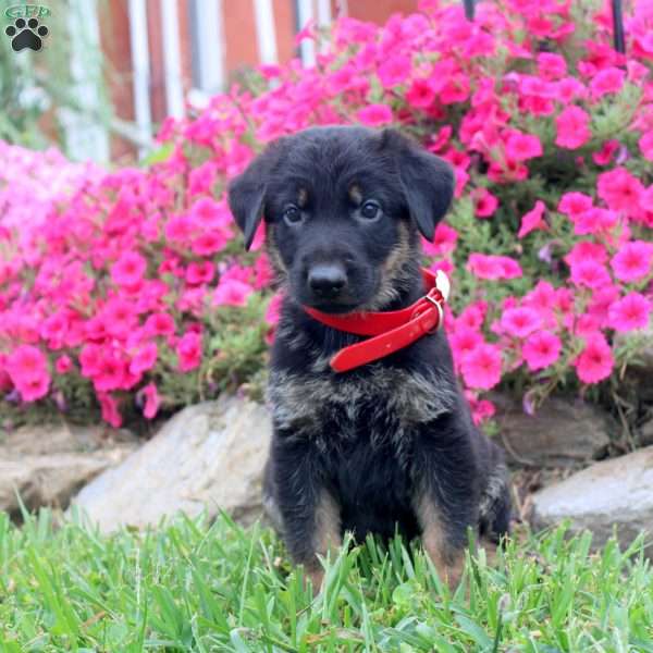 Benny, German Shepherd Puppy