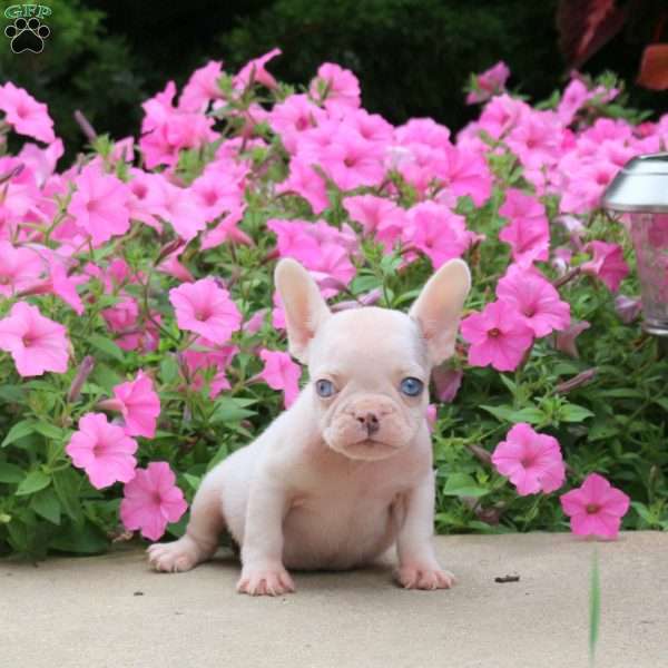 Benny, French Bulldog Puppy
