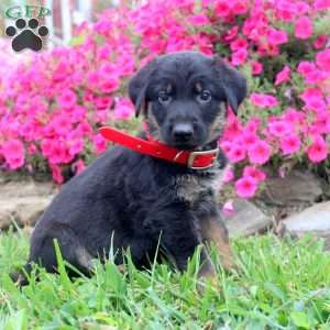 Benny, German Shepherd Puppy