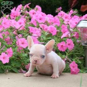 Benny, French Bulldog Puppy