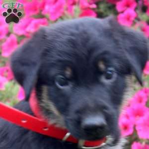 Benny, German Shepherd Puppy
