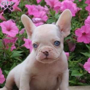 Benny, French Bulldog Puppy