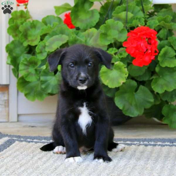 Benny, American Eskimo Mix Puppy