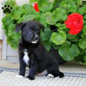 Benny, American Eskimo Mix Puppy