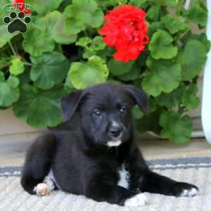 Benny, American Eskimo Mix Puppy
