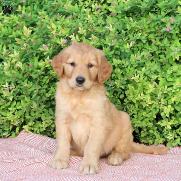 Benson, Golden Retriever Puppy
