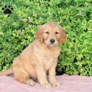 Benson, Golden Retriever Puppy