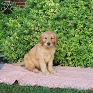 Benson, Golden Retriever Puppy