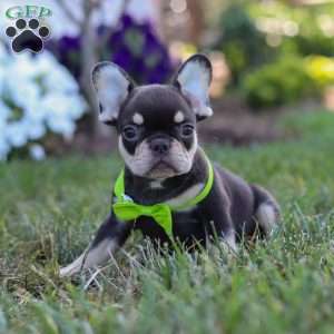 Bentley, French Bulldog Puppy