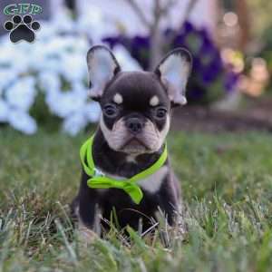 Bentley, French Bulldog Puppy