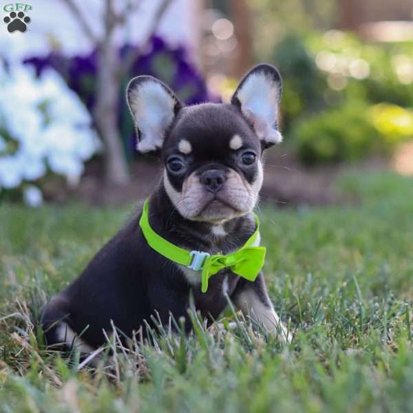 Bentley, French Bulldog Puppy