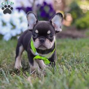 Bentley, French Bulldog Puppy