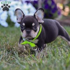 Bentley, French Bulldog Puppy