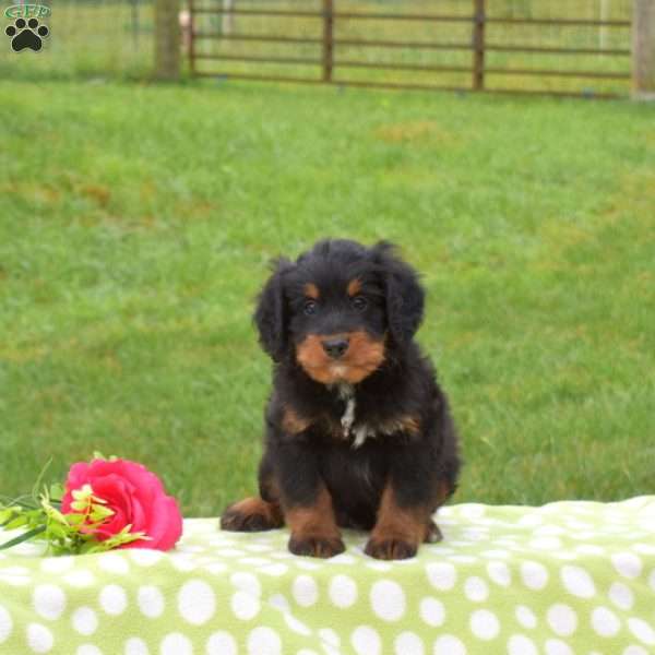 Bentley, Mini Bernedoodle Puppy