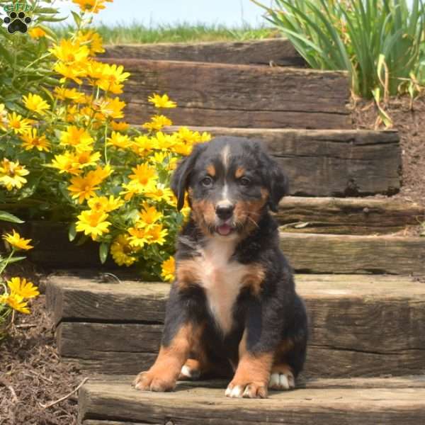 Bentley, Bernese Mountain Dog Puppy