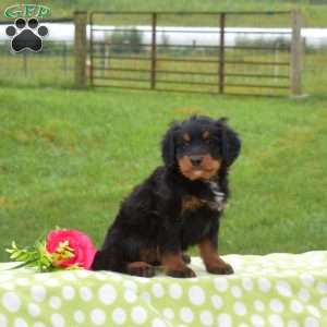 Bentley, Mini Bernedoodle Puppy